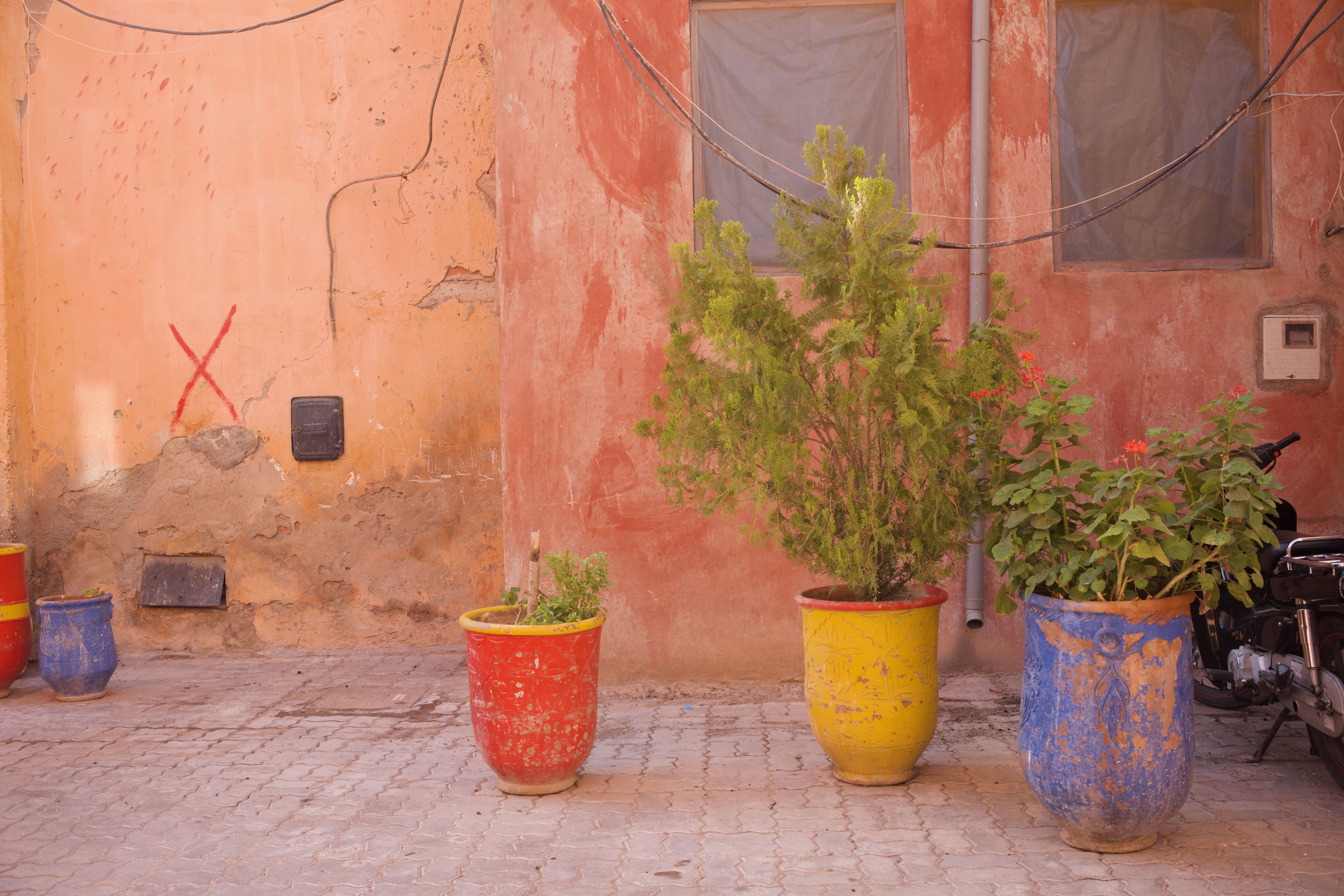 Potted Plants