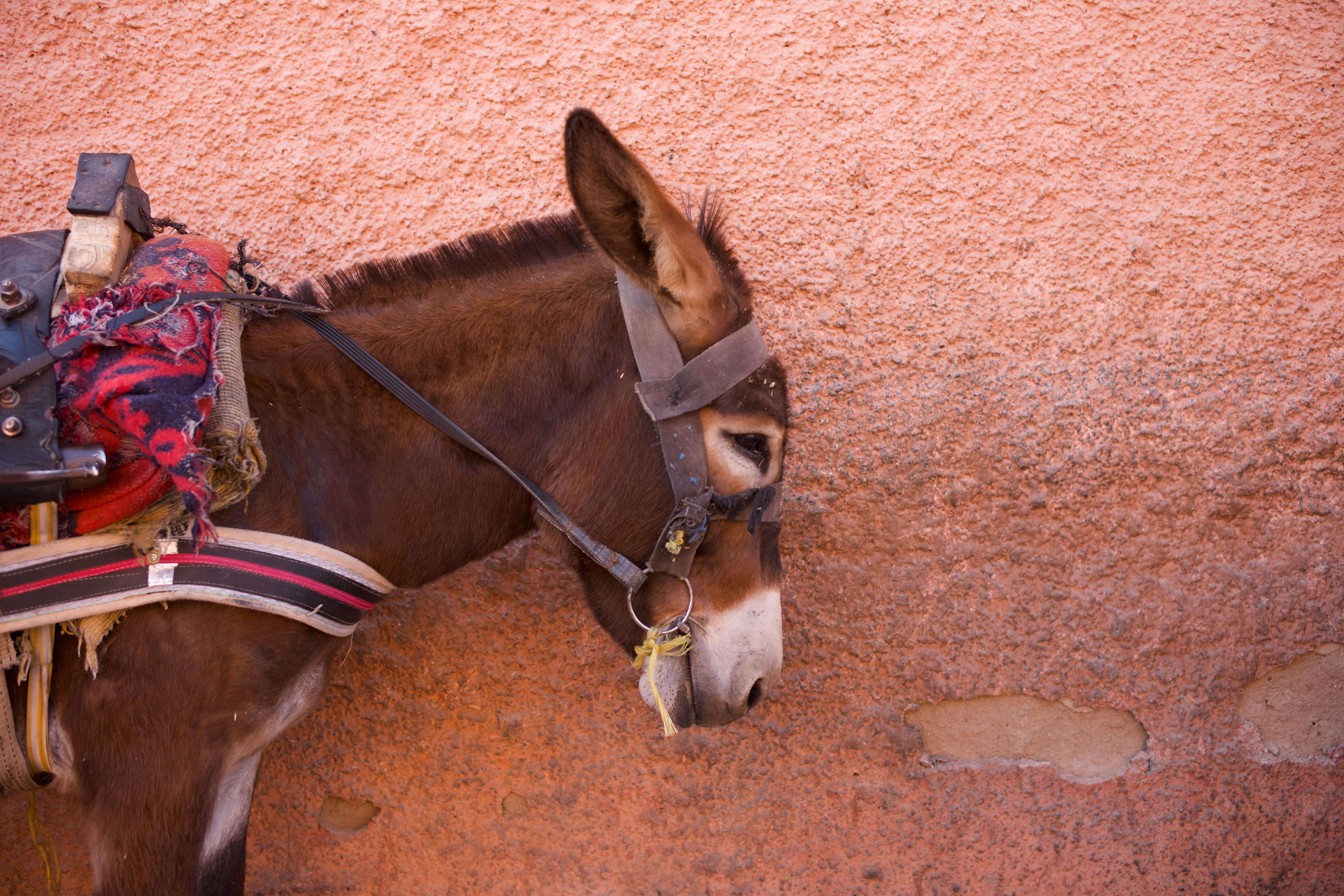 Working Donkey