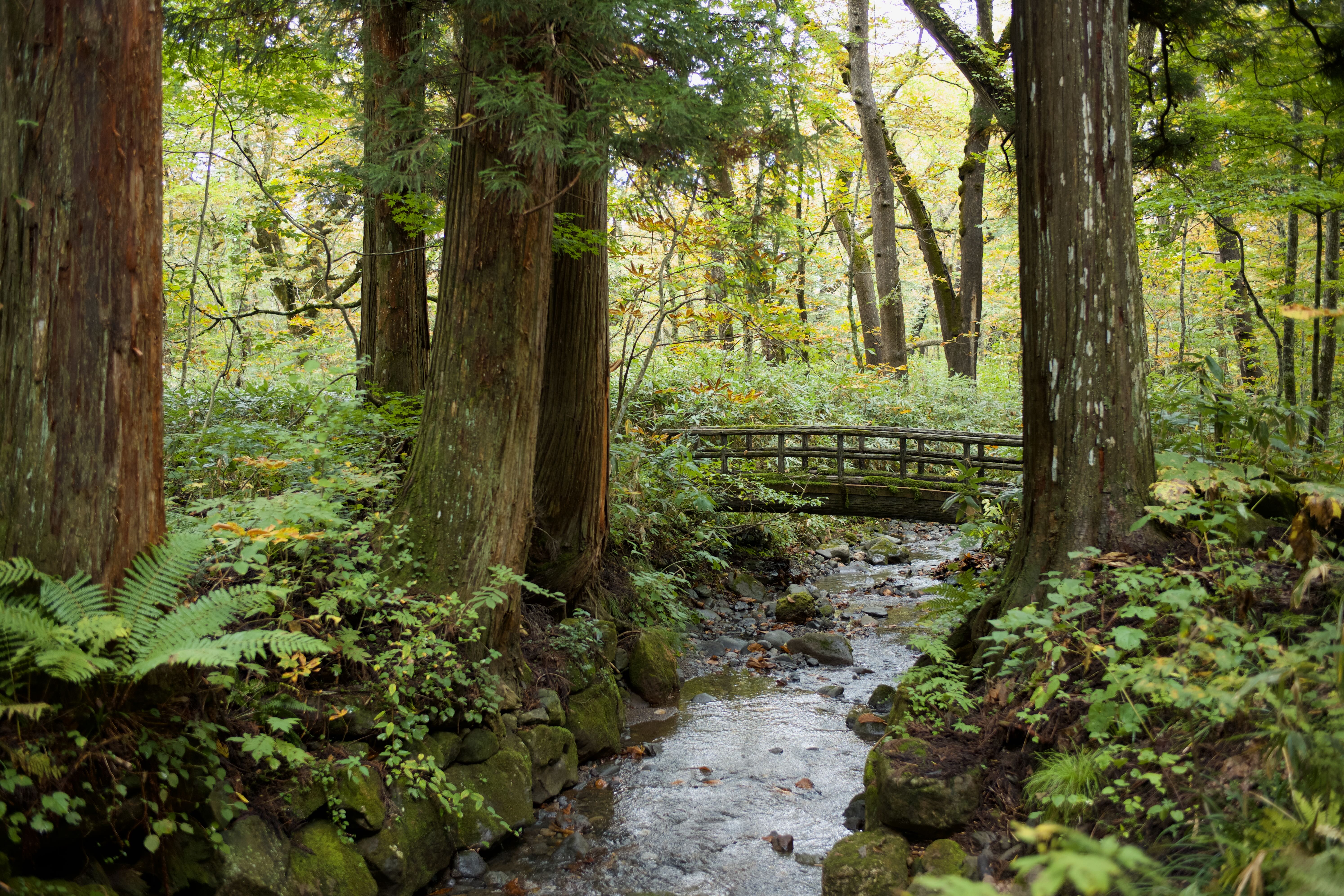 Forest Bridge