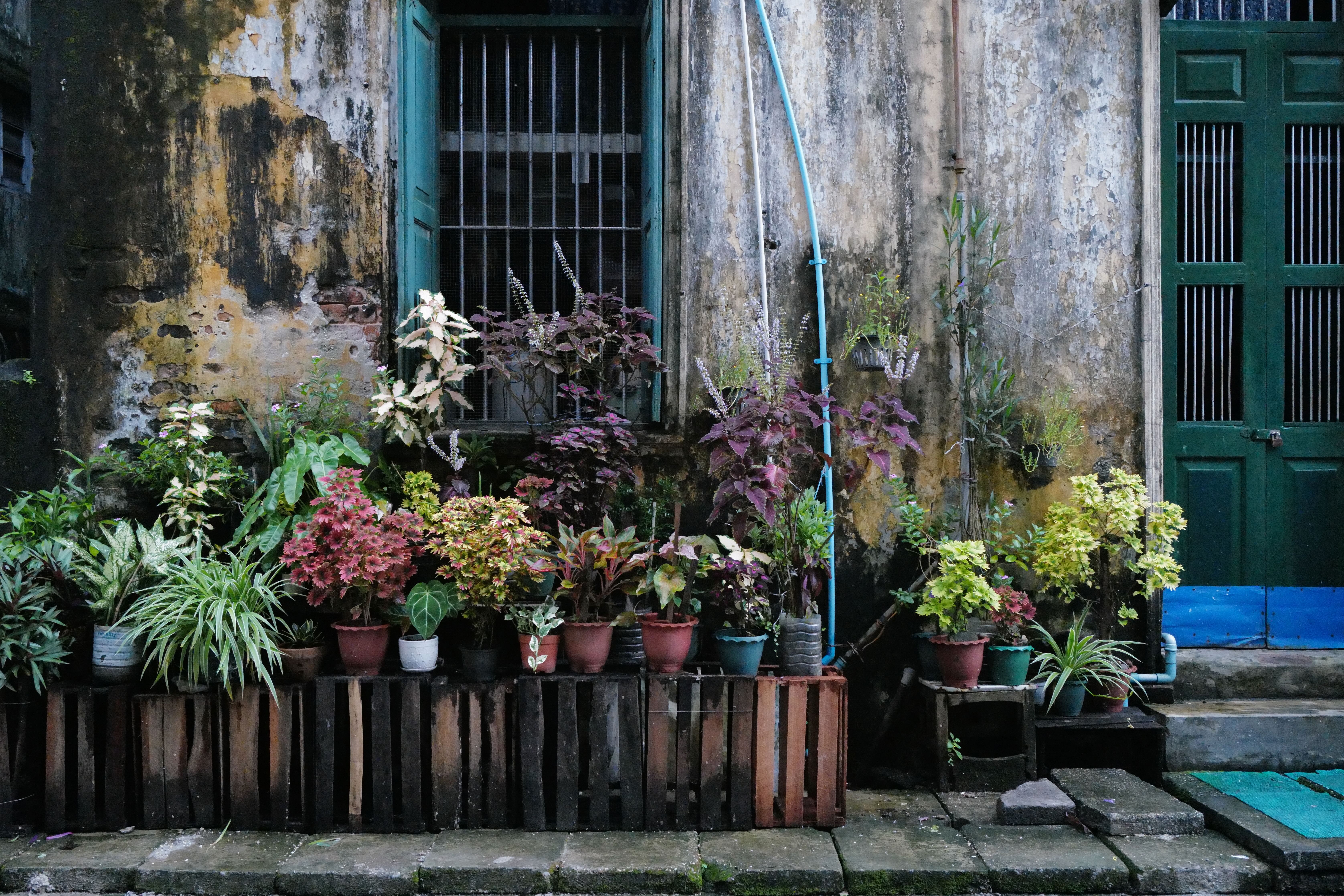 Potted Plants